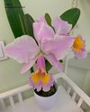 Cattleya Zephyr(schroederae x dowiana)..